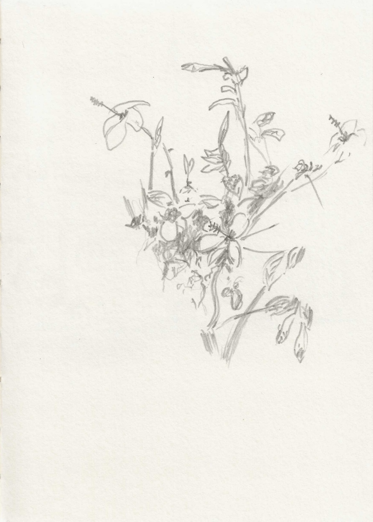 Arbusto florido