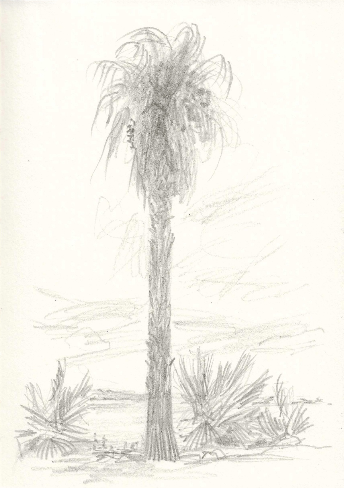 Palmeira