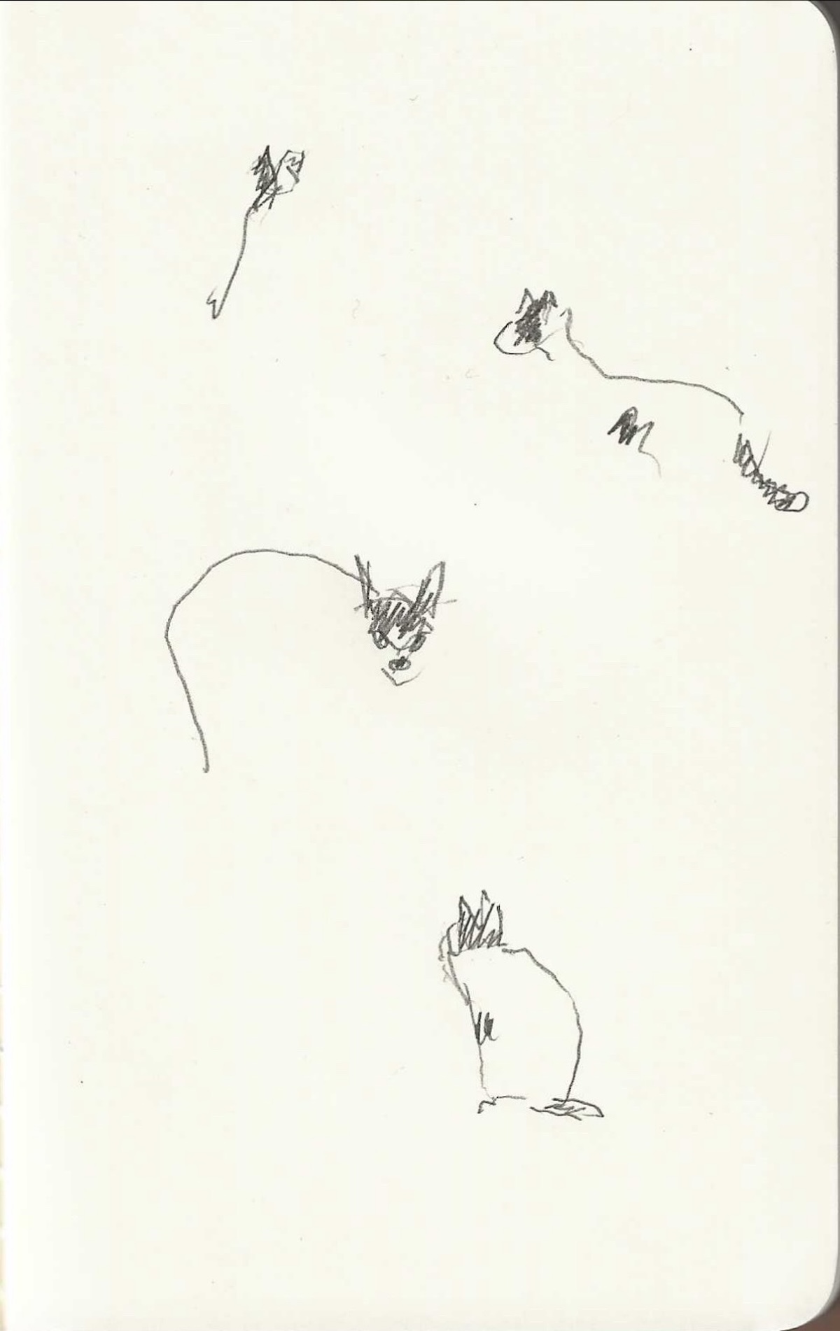 Gato